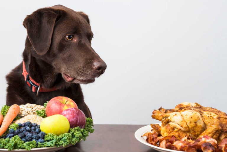 Nourish to Flourish: Top Pet Diet Tips & Recipes