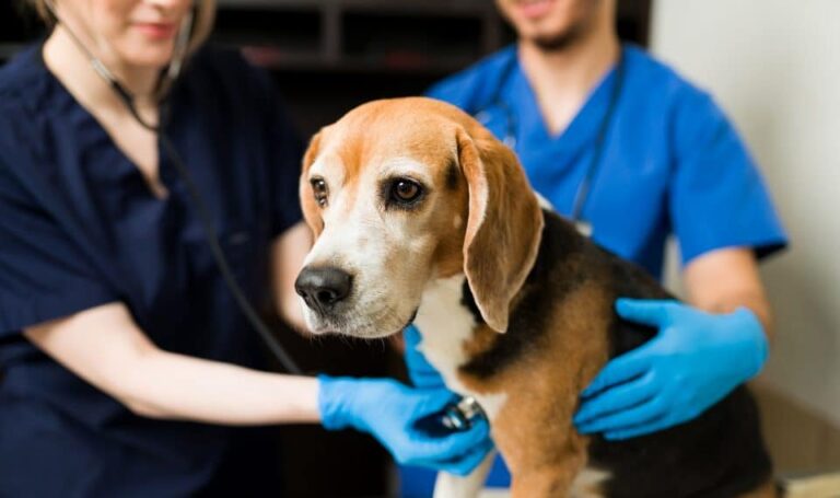 Purr-fectly Aware: Spotting Pet Illnesses & Seeking Vet Care!