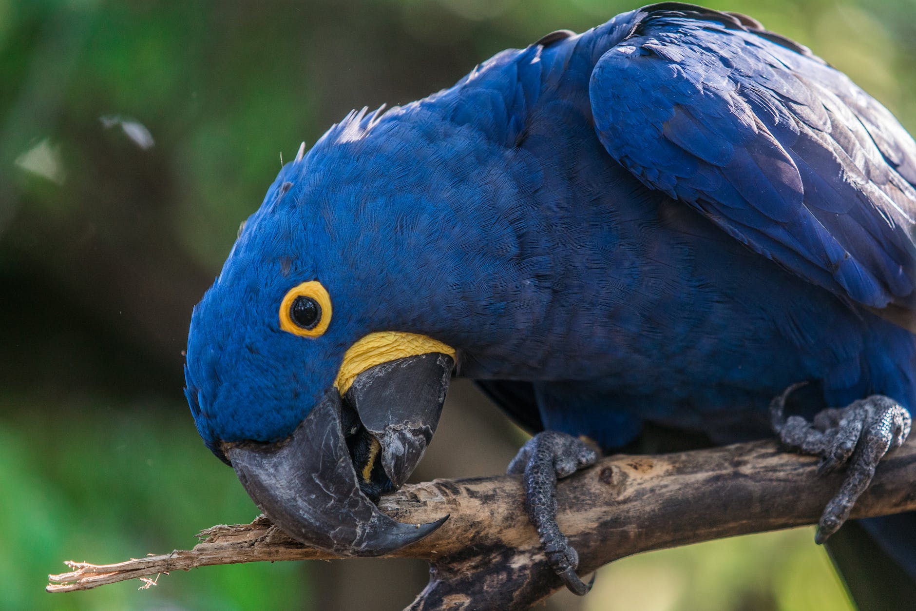 close up of short beak blue bird