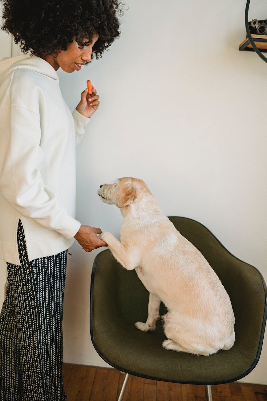 black woman training pedigreed dog at home