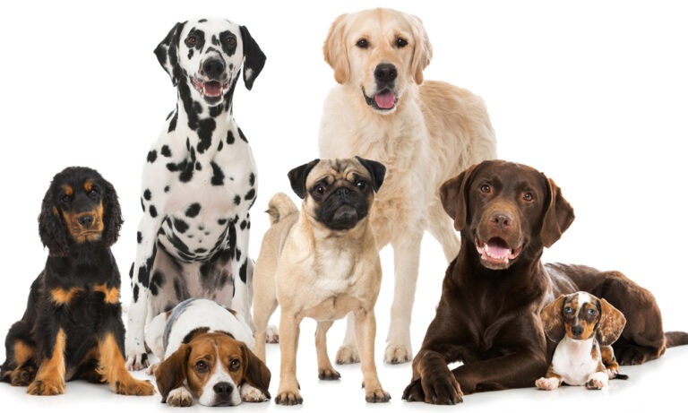The Perfect Pooch Pals: Discover the Top 10 Family-Friendly Breeds!