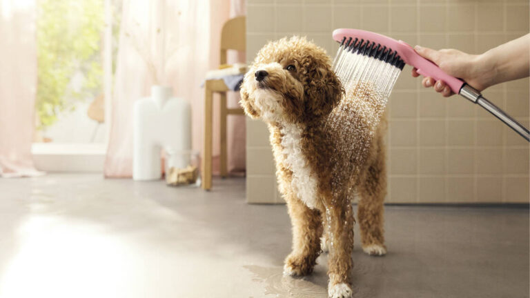 The Ultimate Doggie Shower Guide!